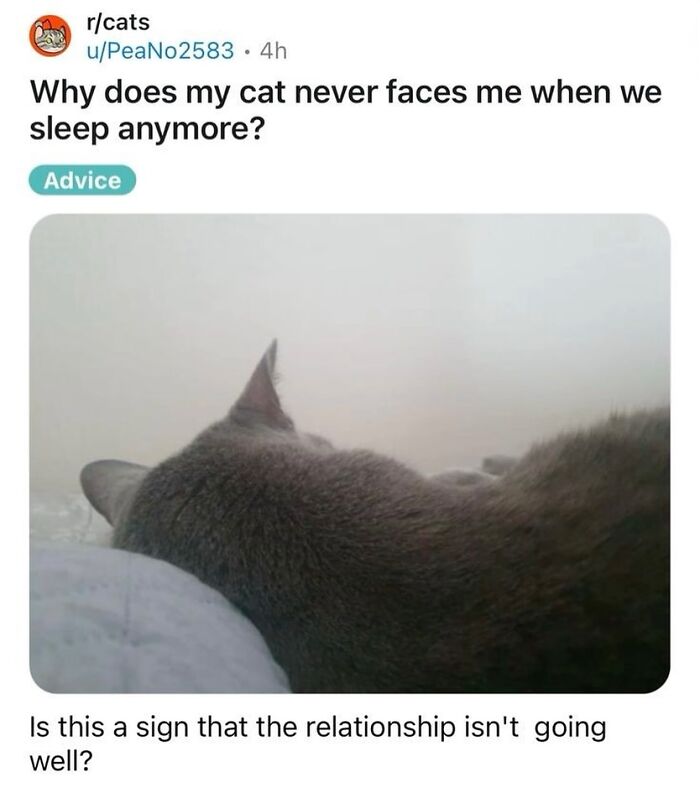 50 Cat Memes Shared By This Page That Perfectly Sum Up Life With A Tiny Four-Legged Menace 50 Cat Memes Shared By This Page That Perfectly Sum Up Life With A Tiny Four-Legged Menace