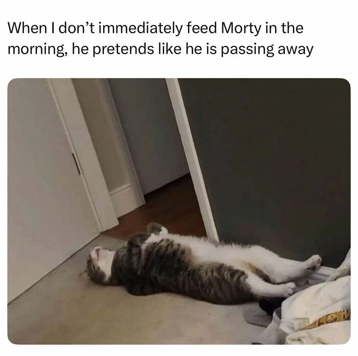 50 Cat Memes Shared By This Page That Perfectly Sum Up Life With A Tiny Four-Legged Menace 50 Cat Memes Shared By This Page That Perfectly Sum Up Life With A Tiny Four-Legged Menace