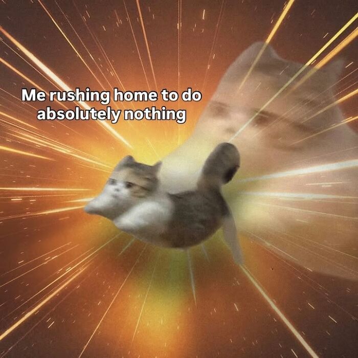 50 Cat Memes Shared By This Page That Perfectly Sum Up Life With A Tiny Four-Legged Menace 50 Cat Memes Shared By This Page That Perfectly Sum Up Life With A Tiny Four-Legged Menace