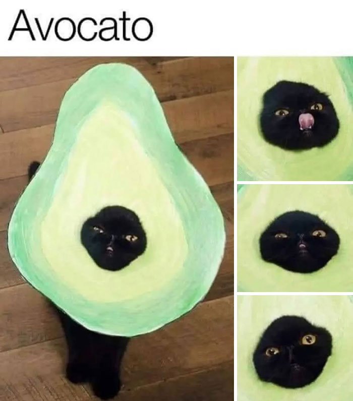 50 Cat Memes Shared By This Page That Perfectly Sum Up Life With A Tiny Four-Legged Menace 50 Cat Memes Shared By This Page That Perfectly Sum Up Life With A Tiny Four-Legged Menace