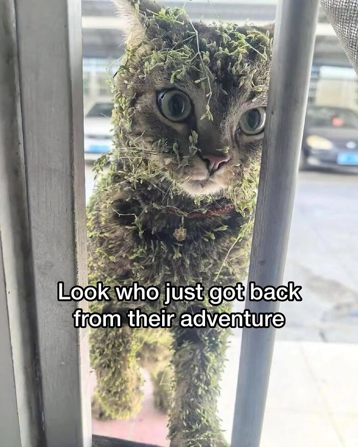 50 Cat Memes Shared By This Page That Perfectly Sum Up Life With A Tiny Four-Legged Menace 50 Cat Memes Shared By This Page That Perfectly Sum Up Life With A Tiny Four-Legged Menace