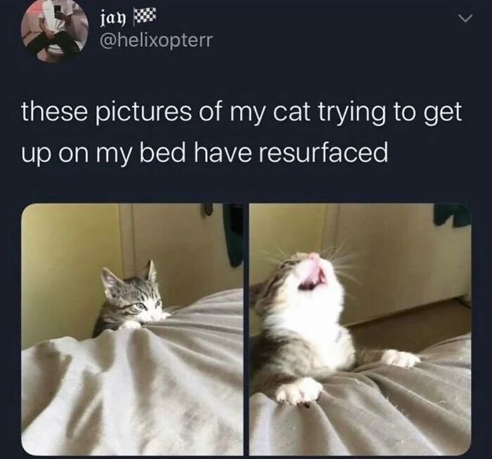 50 Cat Memes Shared By This Page That Perfectly Sum Up Life With A Tiny Four-Legged Menace 50 Cat Memes Shared By This Page That Perfectly Sum Up Life With A Tiny Four-Legged Menace