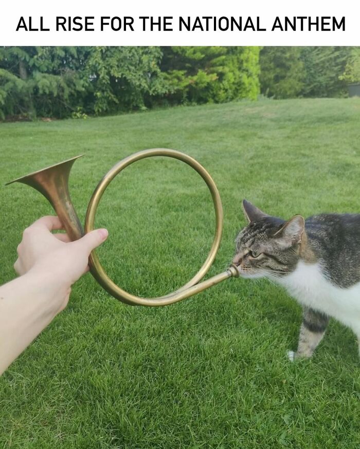 50 Cat Memes Shared By This Page That Perfectly Sum Up Life With A Tiny Four-Legged Menace 50 Cat Memes Shared By This Page That Perfectly Sum Up Life With A Tiny Four-Legged Menace