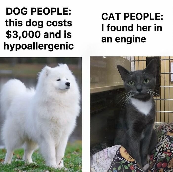50 Cat Memes Shared By This Page That Perfectly Sum Up Life With A Tiny Four-Legged Menace 50 Cat Memes Shared By This Page That Perfectly Sum Up Life With A Tiny Four-Legged Menace
