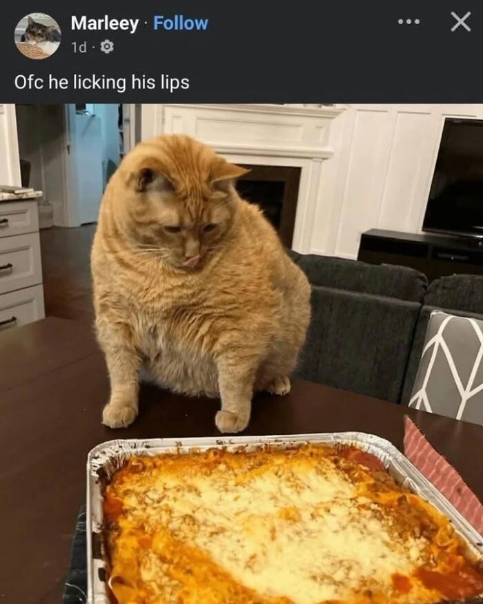 50 Cat Memes Shared By This Page That Perfectly Sum Up Life With A Tiny Four-Legged Menace 50 Cat Memes Shared By This Page That Perfectly Sum Up Life With A Tiny Four-Legged Menace