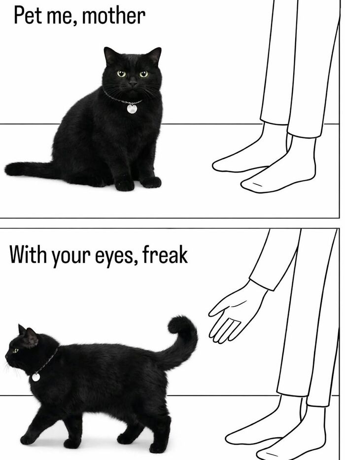 50 Cat Memes Shared By This Page That Perfectly Sum Up Life With A Tiny Four-Legged Menace 50 Cat Memes Shared By This Page That Perfectly Sum Up Life With A Tiny Four-Legged Menace