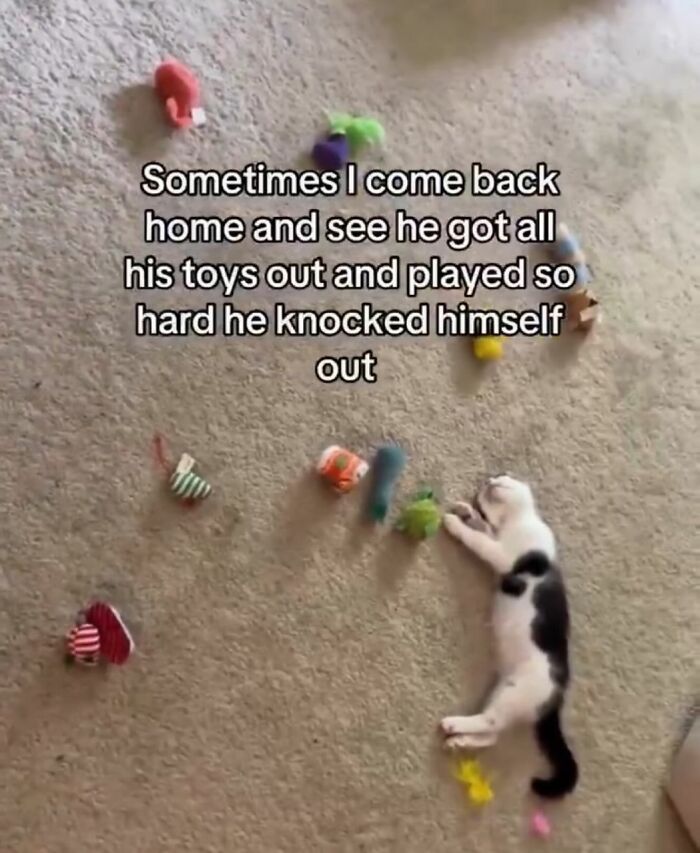 50 Cat Memes Shared By This Page That Perfectly Sum Up Life With A Tiny Four-Legged Menace 50 Cat Memes Shared By This Page That Perfectly Sum Up Life With A Tiny Four-Legged Menace