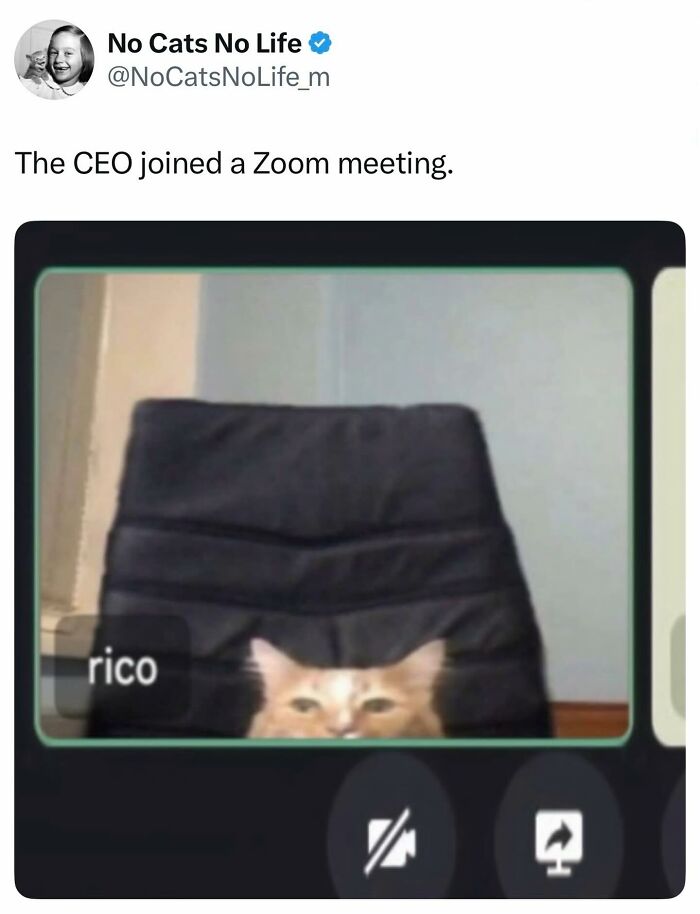50 Cat Memes Shared By This Page That Perfectly Sum Up Life With A Tiny Four-Legged Menace 50 Cat Memes Shared By This Page That Perfectly Sum Up Life With A Tiny Four-Legged Menace