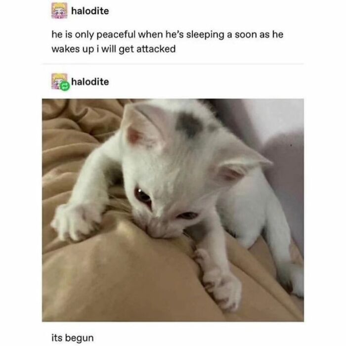 50 Cat Memes Shared By This Page That Perfectly Sum Up Life With A Tiny Four-Legged Menace 50 Cat Memes Shared By This Page That Perfectly Sum Up Life With A Tiny Four-Legged Menace