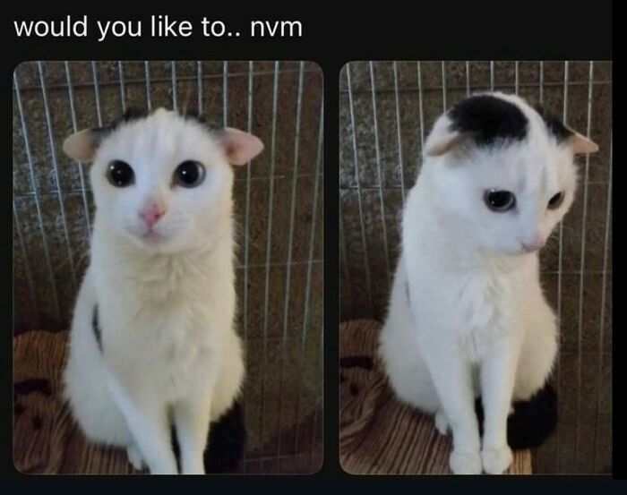 50 Cat Memes Shared By This Page That Perfectly Sum Up Life With A Tiny Four-Legged Menace 50 Cat Memes Shared By This Page That Perfectly Sum Up Life With A Tiny Four-Legged Menace