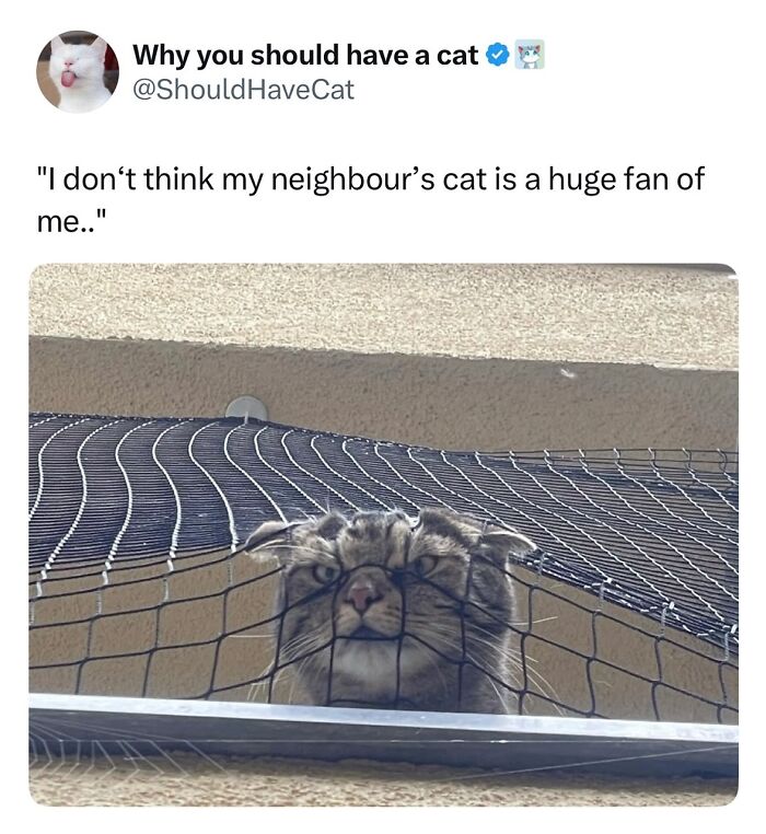 50 Cat Memes Shared By This Page That Perfectly Sum Up Life With A Tiny Four-Legged Menace 50 Cat Memes Shared By This Page That Perfectly Sum Up Life With A Tiny Four-Legged Menace