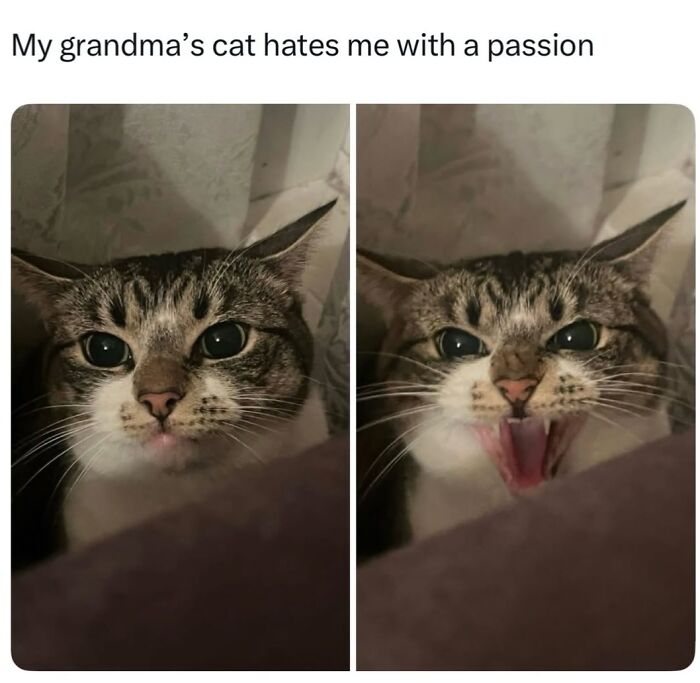 50 Cat Memes Shared By This Page That Perfectly Sum Up Life With A Tiny Four-Legged Menace 50 Cat Memes Shared By This Page That Perfectly Sum Up Life With A Tiny Four-Legged Menace