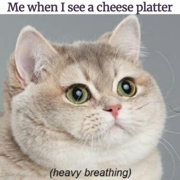 50 Cat Memes Shared By This Page That Perfectly Sum Up Life With A Tiny Four-Legged Menace 50 Cat Memes Shared By This Page That Perfectly Sum Up Life With A Tiny Four-Legged Menace