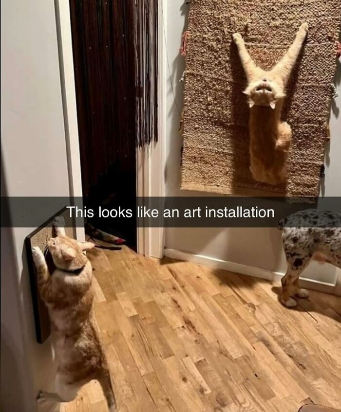 50 Cat Memes Shared By This Page That Perfectly Sum Up Life With A Tiny Four-Legged Menace 50 Cat Memes Shared By This Page That Perfectly Sum Up Life With A Tiny Four-Legged Menace