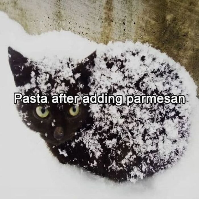 50 Cat Memes Shared By This Page That Perfectly Sum Up Life With A Tiny Four-Legged Menace 50 Cat Memes Shared By This Page That Perfectly Sum Up Life With A Tiny Four-Legged Menace