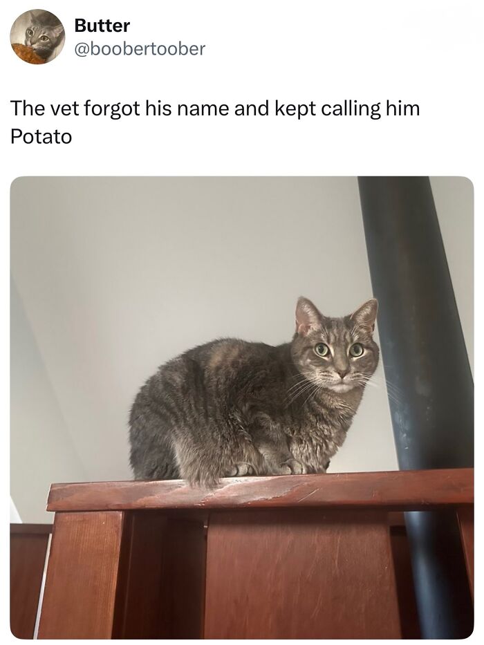 50 Cat Memes Shared By This Page That Perfectly Sum Up Life With A Tiny Four-Legged Menace 50 Cat Memes Shared By This Page That Perfectly Sum Up Life With A Tiny Four-Legged Menace