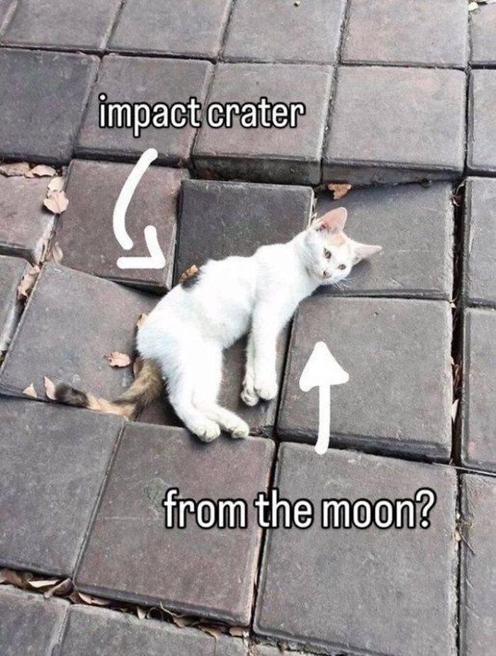 50 Cat Memes Shared By This Page That Perfectly Sum Up Life With A Tiny Four-Legged Menace 50 Cat Memes Shared By This Page That Perfectly Sum Up Life With A Tiny Four-Legged Menace