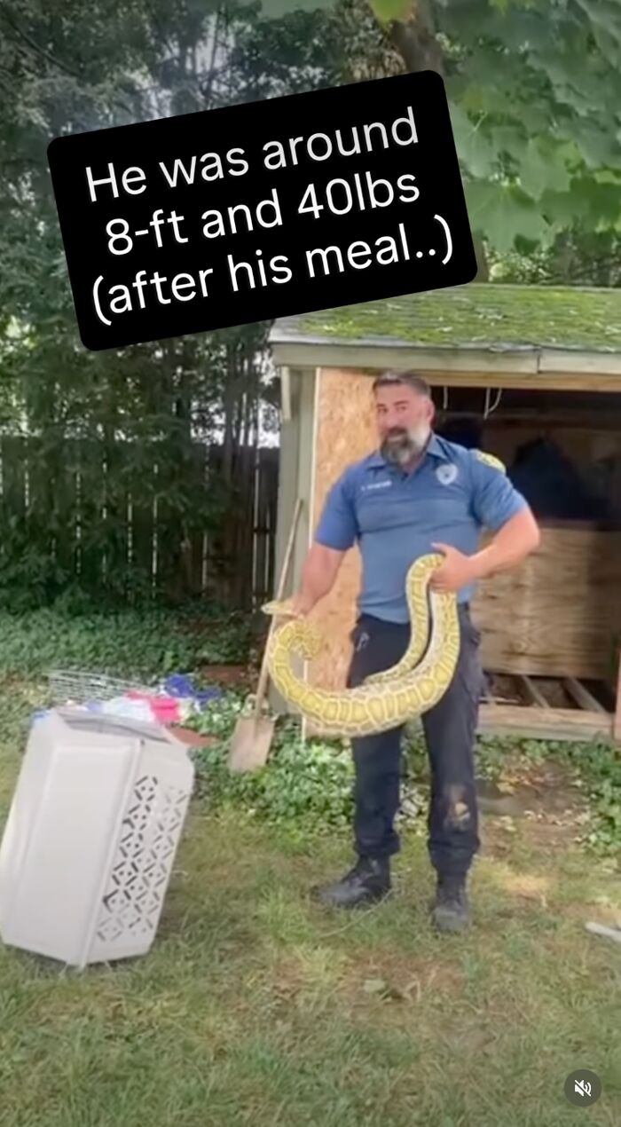 Huge Pythons Found Under Family’s Home, X-Ray Leads To Surprising Discovery Of What It Ate Huge Pythons Found Under Family’s Home, X-Ray Leads To Surprising Discovery Of What It Ate