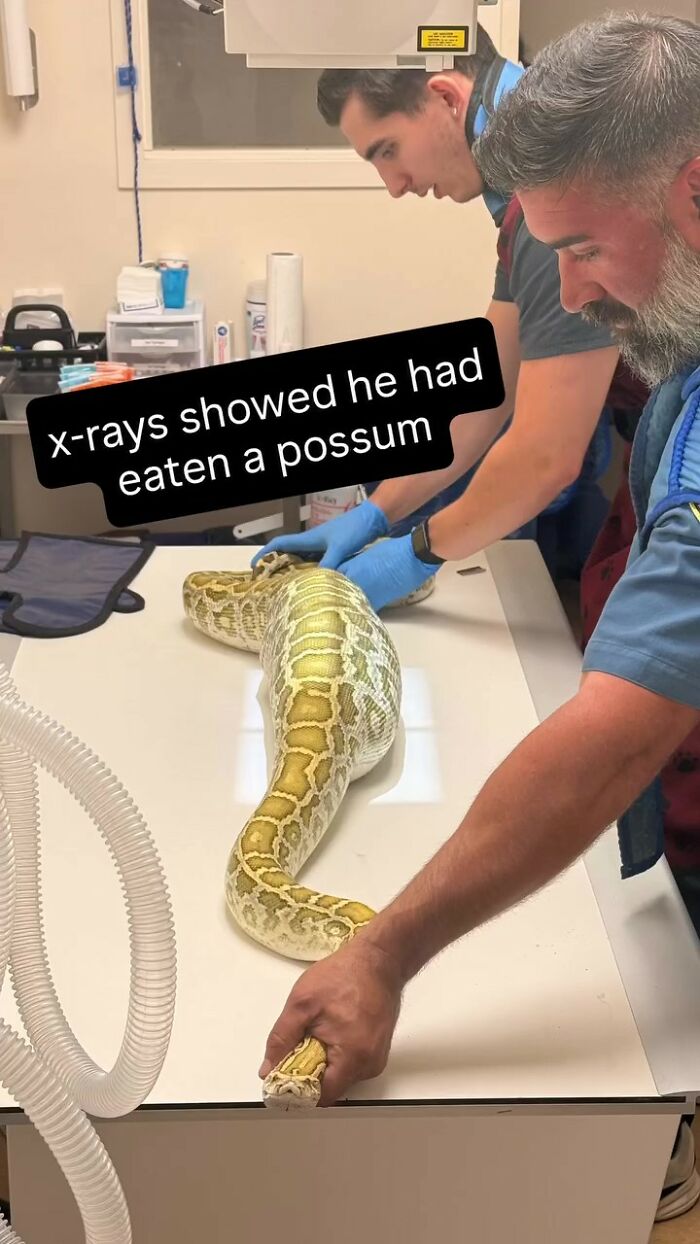 Huge Pythons Found Under Family’s Home, X-Ray Leads To Surprising Discovery Of What It Ate Huge Pythons Found Under Family’s Home, X-Ray Leads To Surprising Discovery Of What It Ate