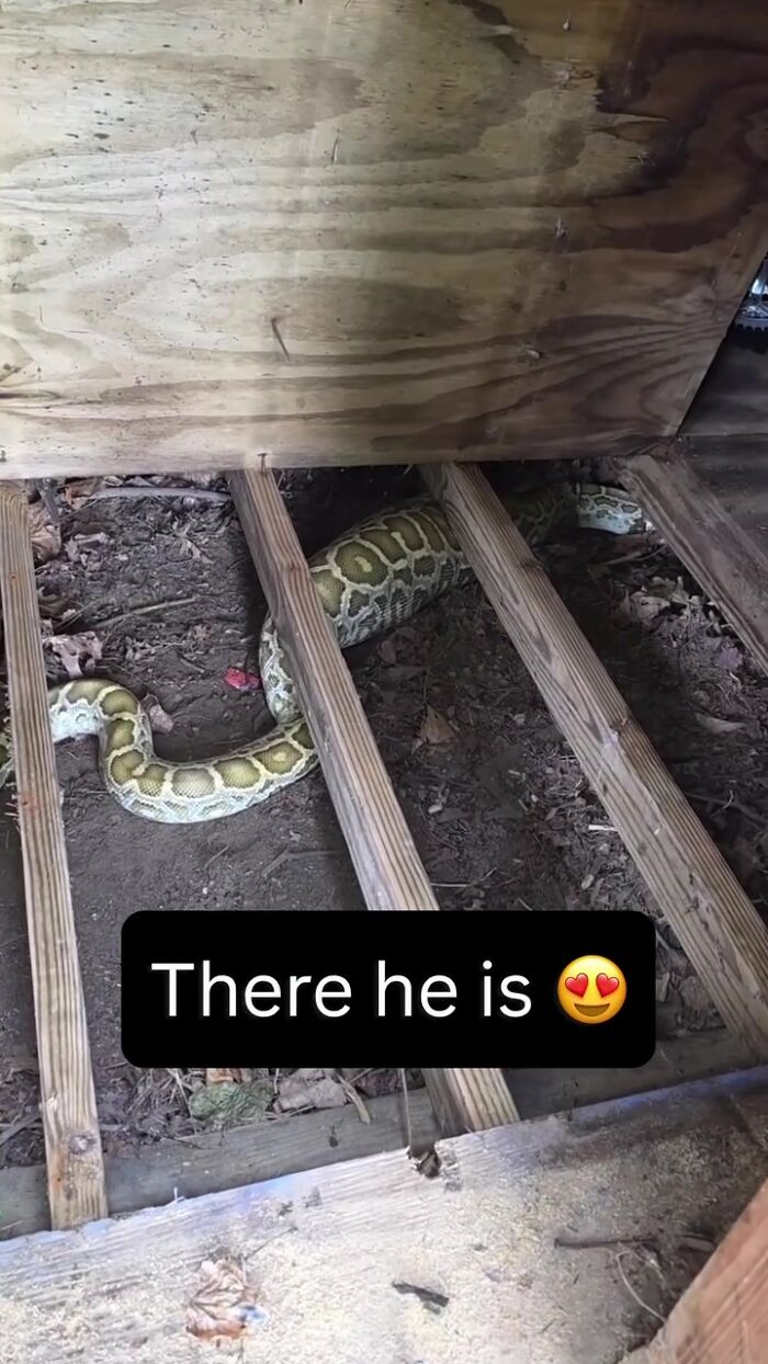 Huge Pythons Found Under Family’s Home, X-Ray Leads To Surprising Discovery Of What It Ate Huge Pythons Found Under Family’s Home, X-Ray Leads To Surprising Discovery Of What It Ate