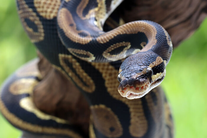 Huge Pythons Found Under Family’s Home, X-Ray Leads To Surprising Discovery Of What It Ate Huge Pythons Found Under Family’s Home, X-Ray Leads To Surprising Discovery Of What It Ate