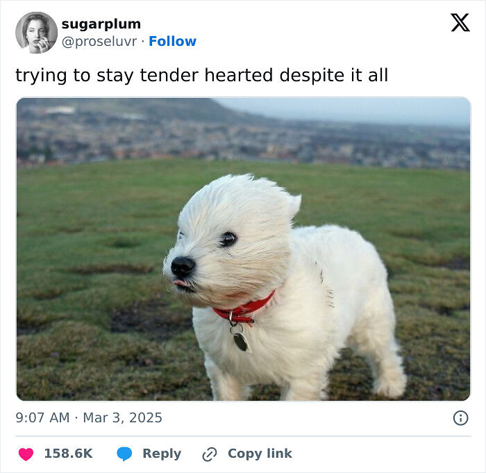 If Life Feels Like A Lot Lately, Here Are 85 “Serotonin Memes” To Bring You Comfort (New Pics) If Life Feels Like A Lot Lately, Here Are 85 “Serotonin Memes” To Bring You Comfort (New Pics)