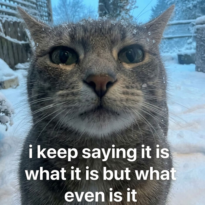 If Life Feels Like A Lot Lately, Here Are 85 “Serotonin Memes” To Bring You Comfort (New Pics) If Life Feels Like A Lot Lately, Here Are 85 “Serotonin Memes” To Bring You Comfort (New Pics)