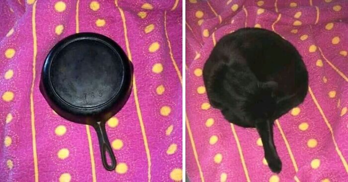 80 Confusing Pics With Misleading Headlines That May Melt Your Already Exhausted Brain