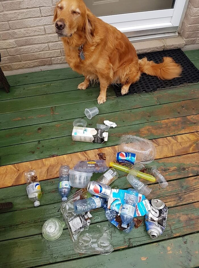“The Real Trash Are The People”: As Trash Takes Over The World, These Folks Should Be The Real Influencers “The Real Trash Are The People”: As Trash Takes Over The World, These Folks Should Be The Real Influencers