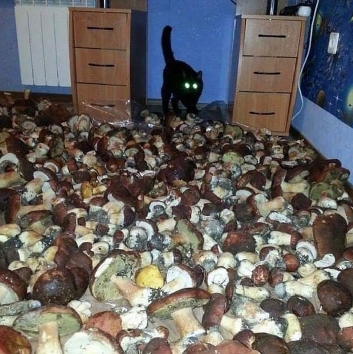 The Camera Probably Exploded After Taking These 65 Images That Are Heavily Cursed The Camera Probably Exploded After Taking These 65 Images That Are Heavily Cursed