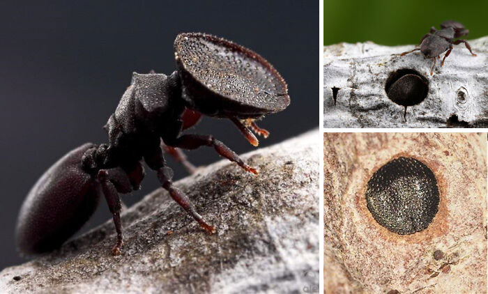 96 Wild Pictures That Make You Appreciate How Weird And Wonderful The World Is