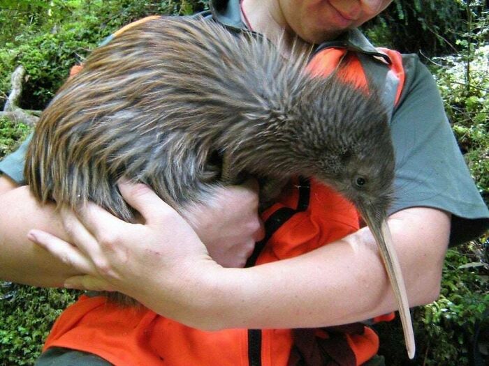 96 Wild Pictures That Make You Appreciate How Weird And Wonderful The World Is