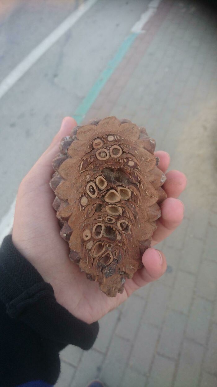 96 Wild Pictures That Make You Appreciate How Weird And Wonderful The World Is