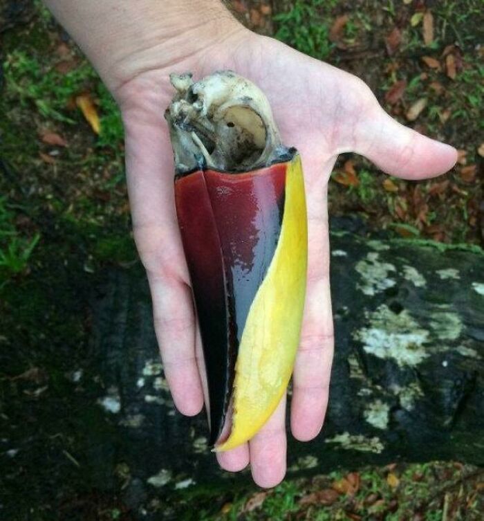 96 Wild Pictures That Make You Appreciate How Weird And Wonderful The World Is
