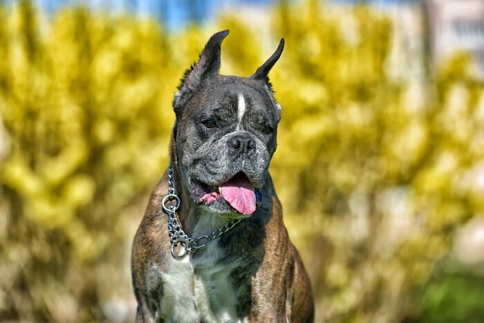 XL Bully Roams Without Leash Or Muzzle, Owner Laughs After It “Plays” With Pregnant Neighbor XL Bully Roams Without Leash Or Muzzle, Owner Laughs After It “Plays” With Pregnant Neighbor