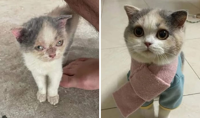 127 Before And After Photos Of Rescued Pets That Might Immediately Send You To The Shelter