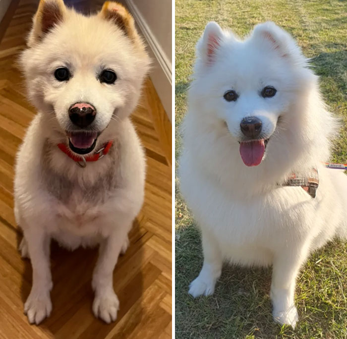 127 Before And After Photos Of Rescued Pets That Might Immediately Send You To The Shelter
