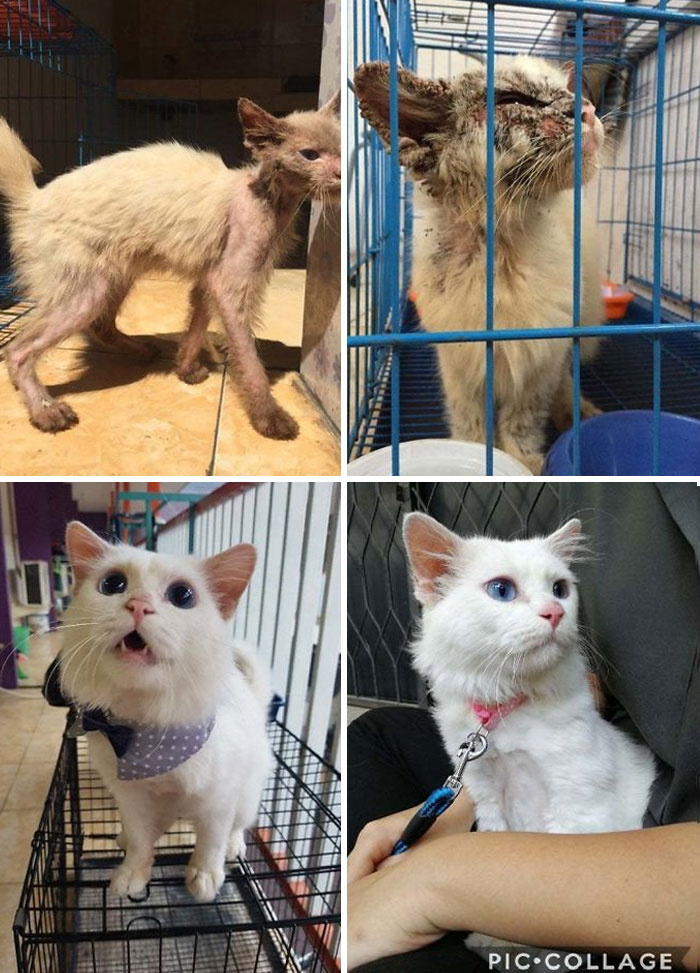 127 Before And After Photos Of Rescued Pets That Might Immediately Send You To The Shelter