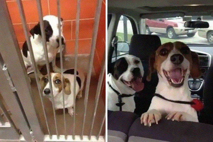 127 Before And After Photos Of Rescued Pets That Might Immediately Send You To The Shelter