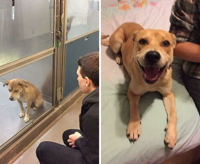 127 Before And After Photos Of Rescued Pets That Might Immediately Send You To The Shelter