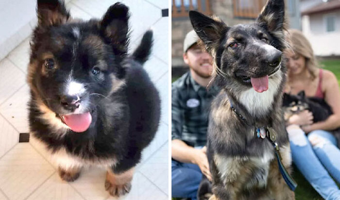 127 Before And After Photos Of Rescued Pets That Might Immediately Send You To The Shelter