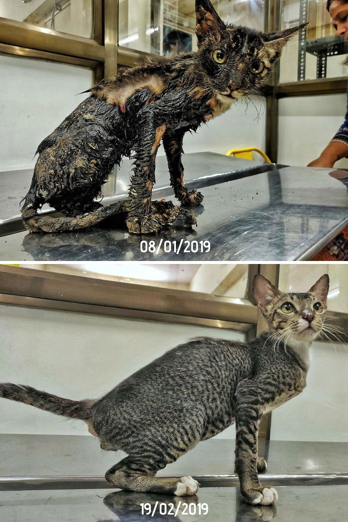 127 Before And After Photos Of Rescued Pets That Might Immediately Send You To The Shelter