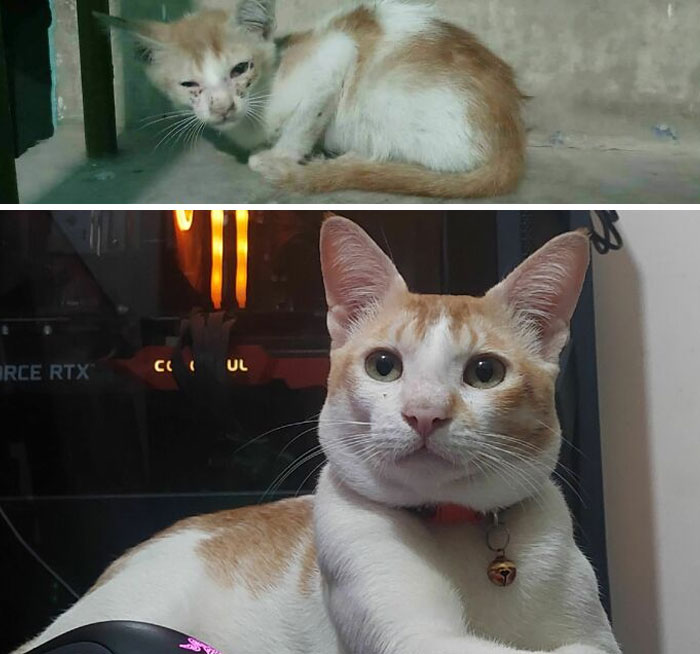 127 Before And After Photos Of Rescued Pets That Might Immediately Send You To The Shelter