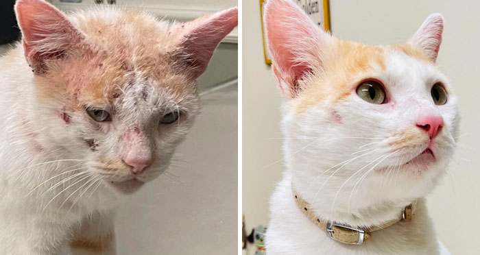 127 Before And After Photos Of Rescued Pets That Might Immediately Send You To The Shelter