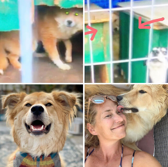 127 Before And After Photos Of Rescued Pets That Might Immediately Send You To The Shelter