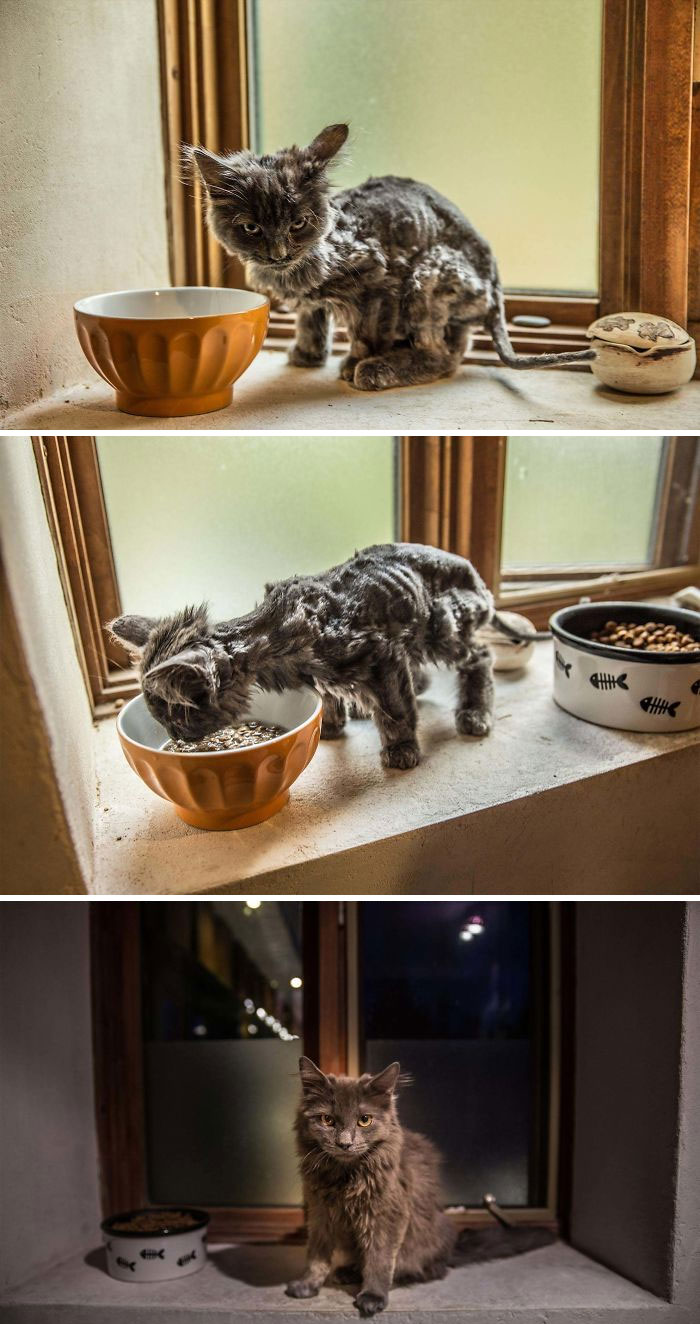 127 Before And After Photos Of Rescued Pets That Might Immediately Send You To The Shelter