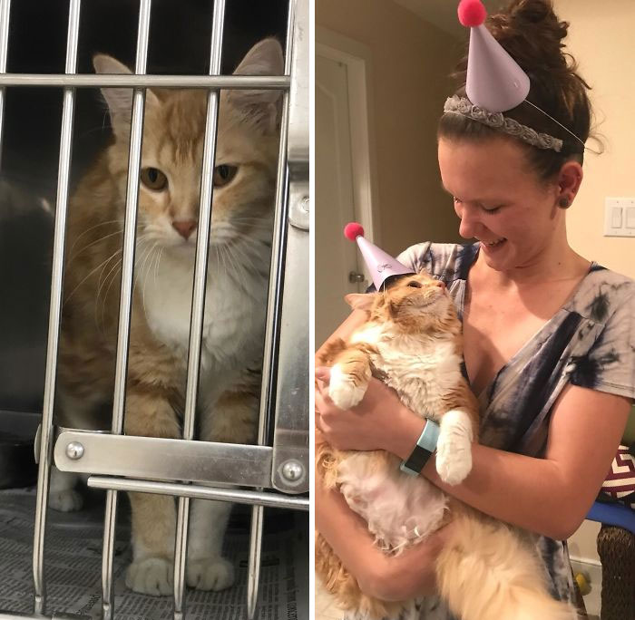 127 Before And After Photos Of Rescued Pets That Might Immediately Send You To The Shelter