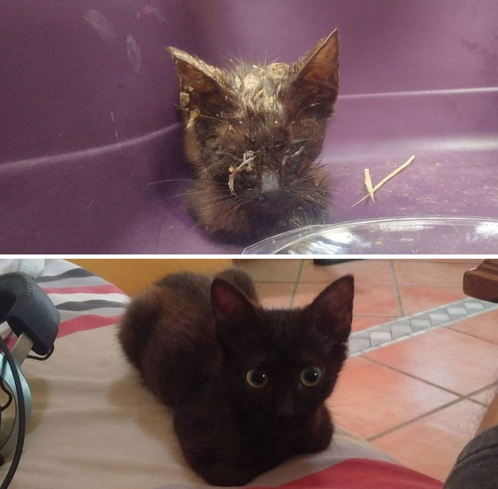127 Before And After Photos Of Rescued Pets That Might Immediately Send You To The Shelter