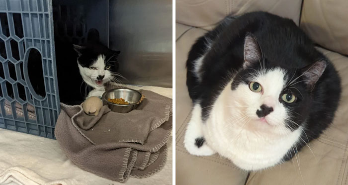 127 Before And After Photos Of Rescued Pets That Might Immediately Send You To The Shelter