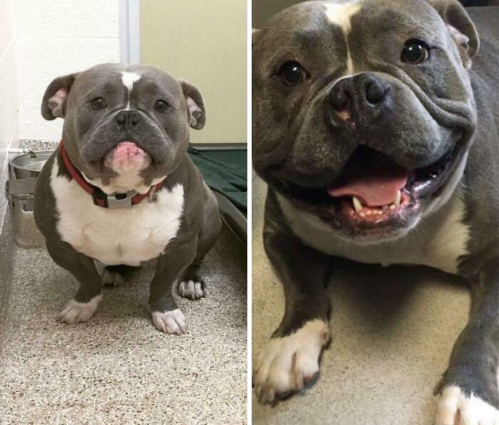 127 Before And After Photos Of Rescued Pets That Might Immediately Send You To The Shelter